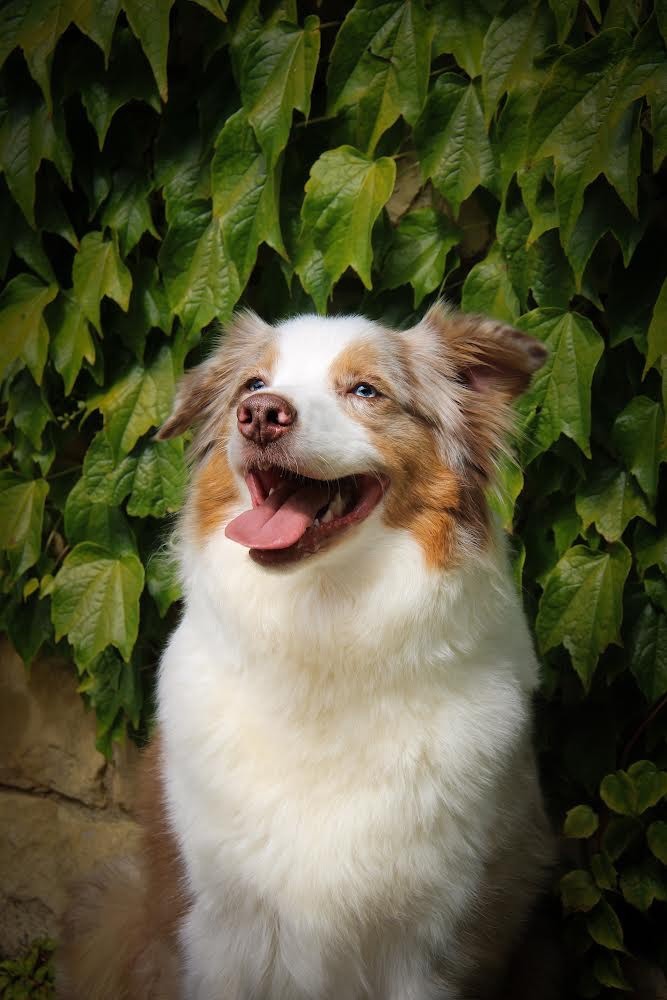 Seïa La Légende D’Onikatan