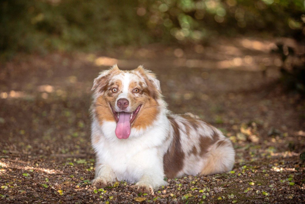Vasco La Légende D’Onikatan