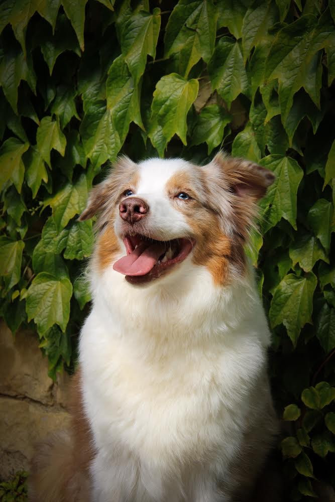 Seïa Of Euskal Bailara