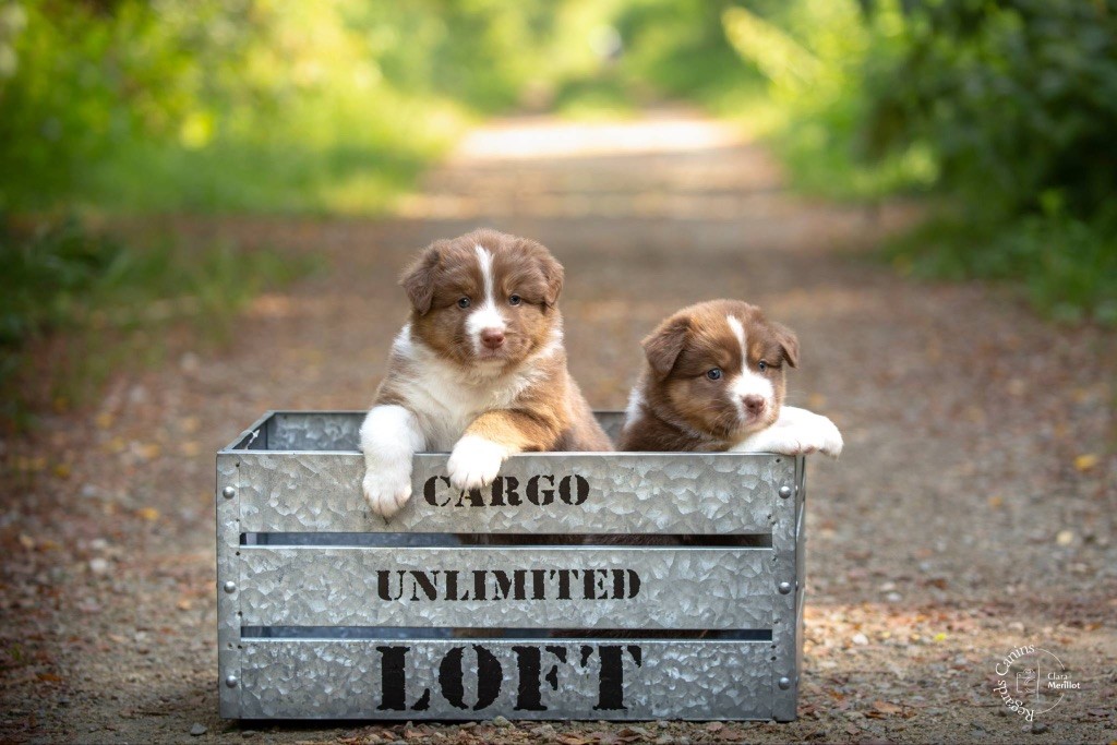 Chiot encore disponible 