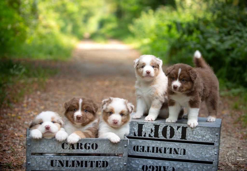 La Légende D’Onikatan - Berger Australien - Portée née le 20/07/2025